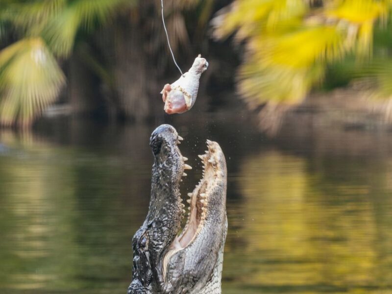 Orlando: Drive-Thru Safari Park at Wild Florida - The Itinerary and What to Expect