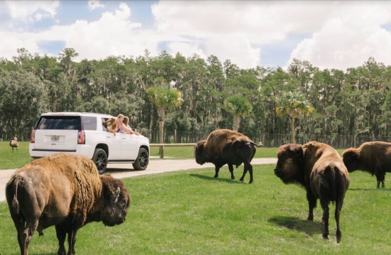 Orlando: Drive-Thru Safari Park at Wild Florida - The Walk-Through Gator Park and Other Attractions