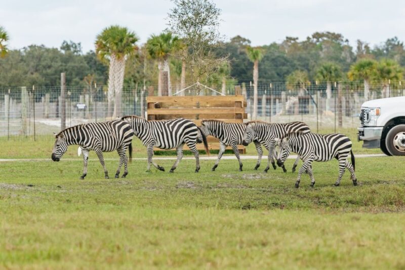Orlando: Drive-Thru Safari Park at Wild Florida - The Experience for Different Travelers