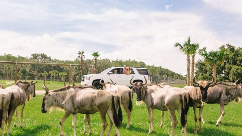 Orlando: Drive-Thru Safari Park at Wild Florida - Pricing and Value