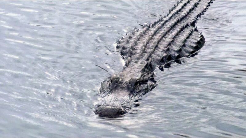 Orlando: Everglades Airboat Ride and Wildlife Park Ticket - The Sum Up: Is It Worth It?