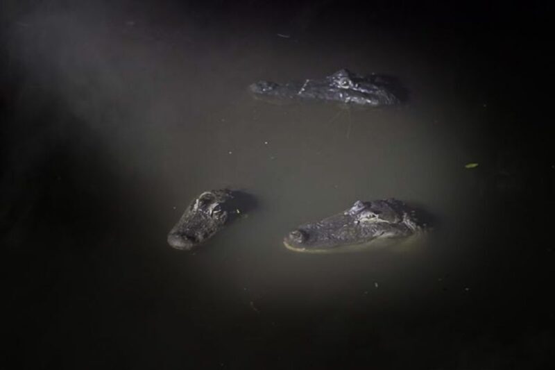 Orlando: Gatorland Flashlight Tour at Night - The Practical Details: Value, Comfort, and Accessibility