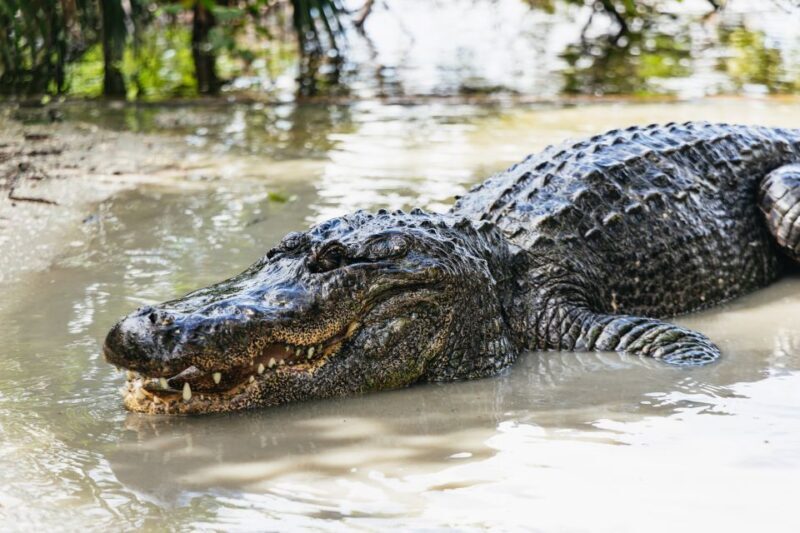 Orlando: Gatorland Skip-the-Line Ticket - What You Can Expect at Gatorland