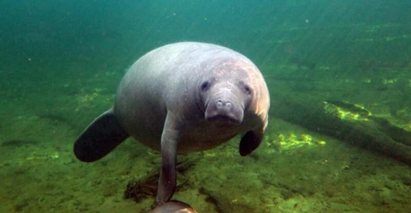 Orlando: Kayaking Tour with Manatee Encounter - An In-Depth Look at the Orlando Kayaking Tour with Manatee Encounter