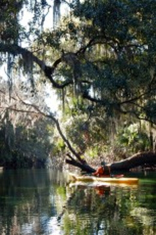 Orlando: Kayaking Tour with Manatee Encounter - Why This Tour Offers Great Value