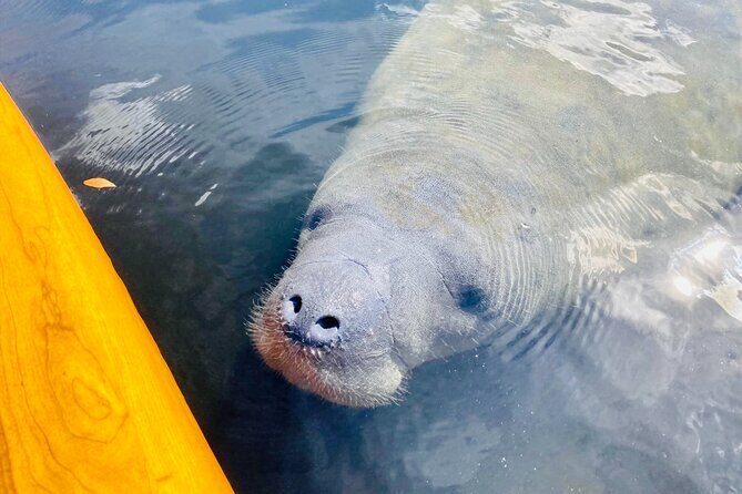 Orlando Manatee and Natural Spring Adventure Tour at Blue Springs - Practical Tips