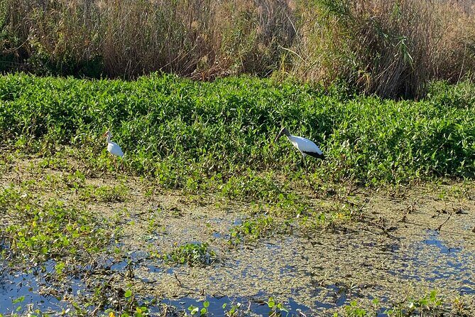 Orlando Manatee and Natural Spring Adventure Tour at Blue Springs - Final Thoughts