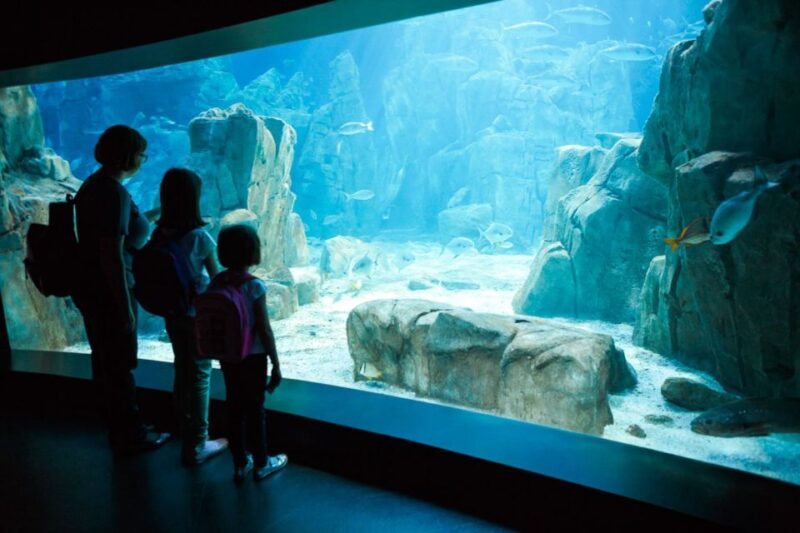 Orlando: SEA LIFE Orlando Aquarium - An In-Depth Look at the SEA LIFE Orlando Aquarium Experience