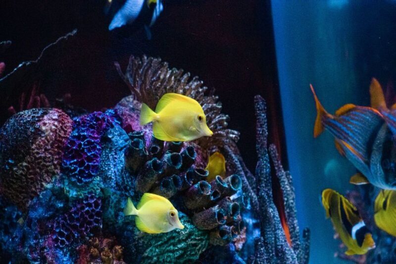 Orlando: SEA LIFE Orlando Aquarium - Who Is This Aquarium Best For?