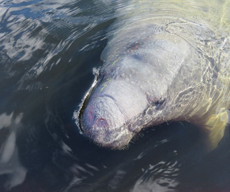Orlando: Small Group Manatee Discovery Kayak Tour - Setting the Scene: What to Expect