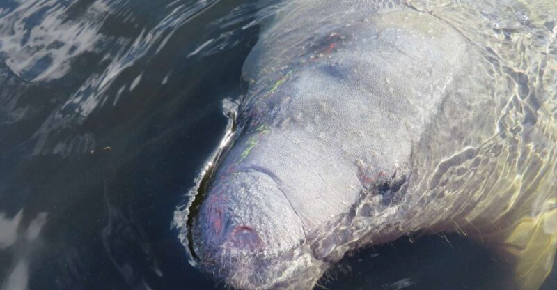 Orlando: Small Group Manatee Discovery Kayak Tour - What’s Included and How It Adds Value