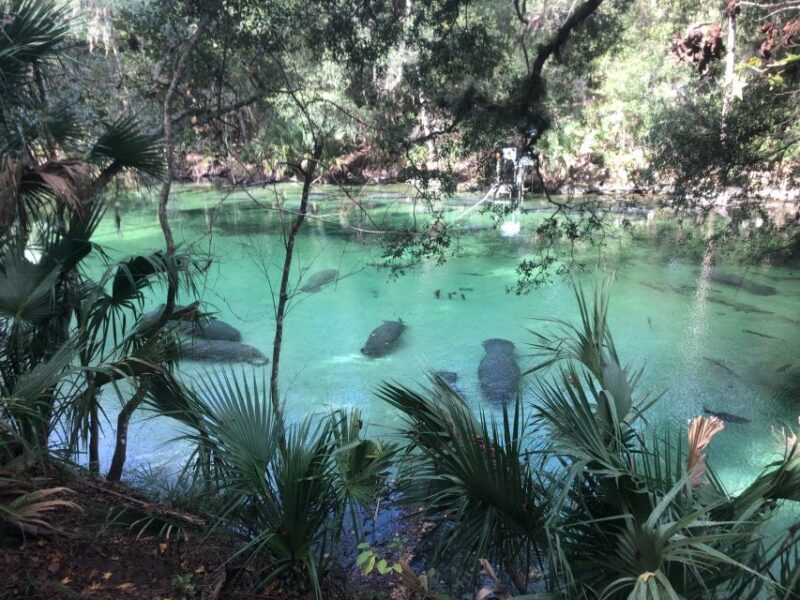 Orlando: Small Group Manatee Discovery Kayak Tour - The Experience in Perspective