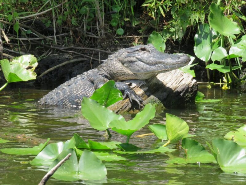 Orlando: Small Group Manatee Discovery Kayak Tour - Who Will Love This Experience?