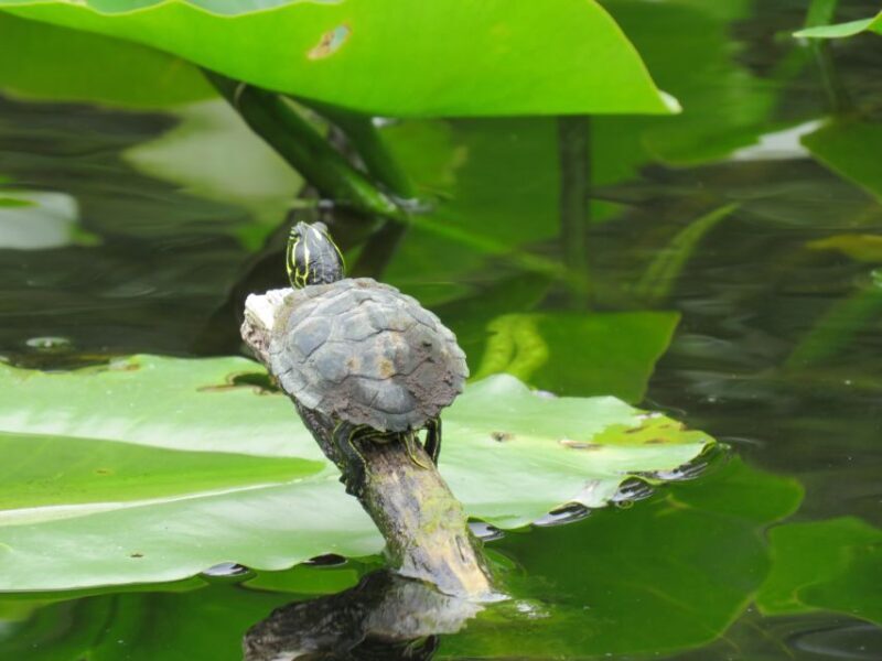 Orlando: Small Group Manatee Discovery Kayak Tour - Practical Tips for Your Trip