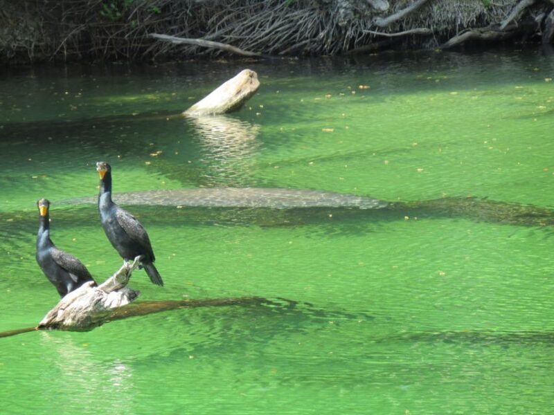 Orlando: Small Group Manatee Discovery Kayak Tour - FAQs