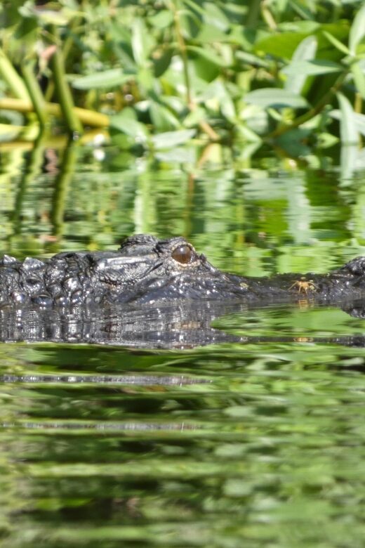Orlando: Small Group Scenic Wekiva River Kayak Tour - Key Points