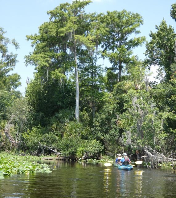 Orlando: Small Group Scenic Wekiva River Kayak Tour - A Detailed Look at the Wekiva River Kayak Tour
