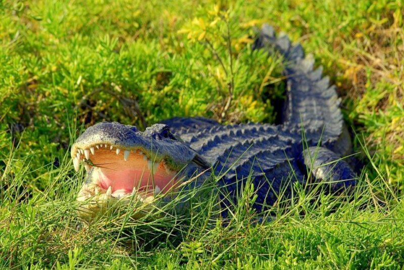 Orlando: Wild Florida Park Ticket and Gator Shows - Food and Facilities
