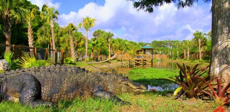 Orlando: Wild Florida Park Ticket and Gator Shows - What Could Be Better