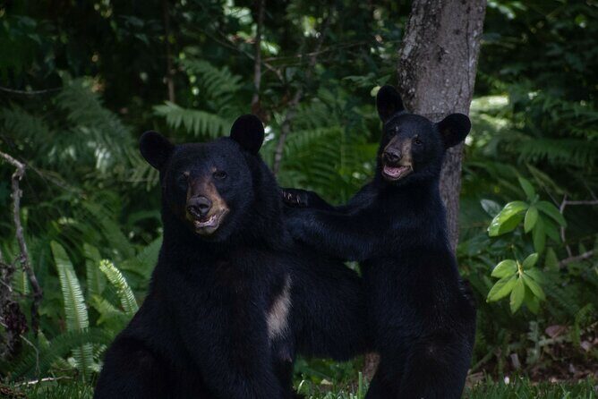 Orlando Wildlife Safari Hike with a Wildlife Photographer - Who will love this tour?