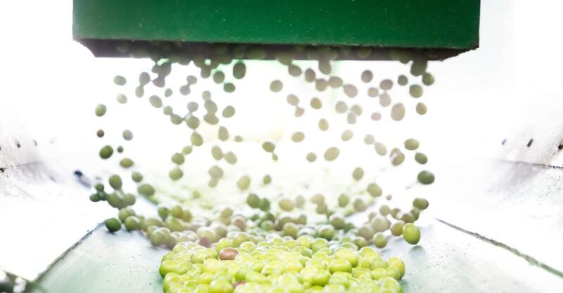 "Oro Bailén": Tour of Oro Bailen Grove + Mill + Tasting - In-Depth Analysis of the Experience