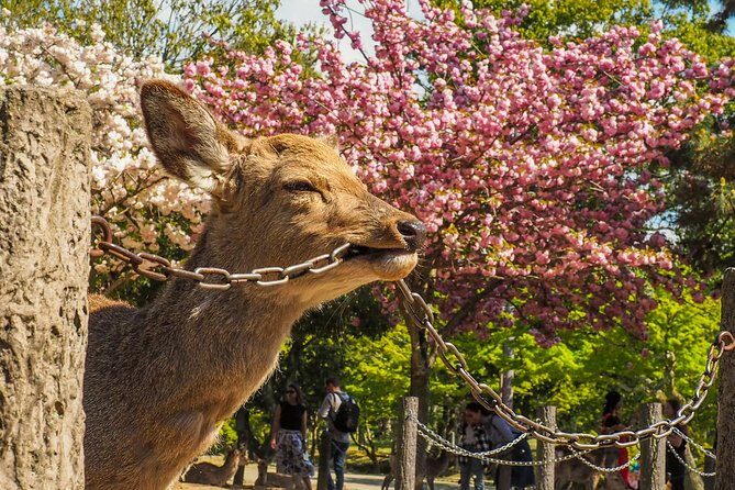 Osaka Cherry Blossom Tour with a Local: 100% Personalized Private - FAQ