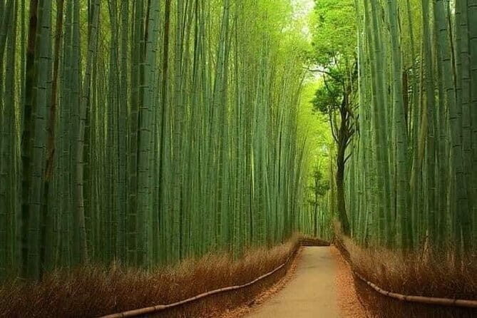 Osaka/Kyoto and Nara private tour with English speaking Guide - In-Depth Breakdown of the Tour Experience