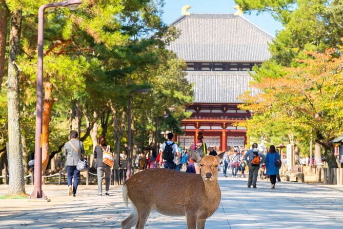 Osaka & Kyoto & Nara Top Hightlights English Speaking Tour - FAQ