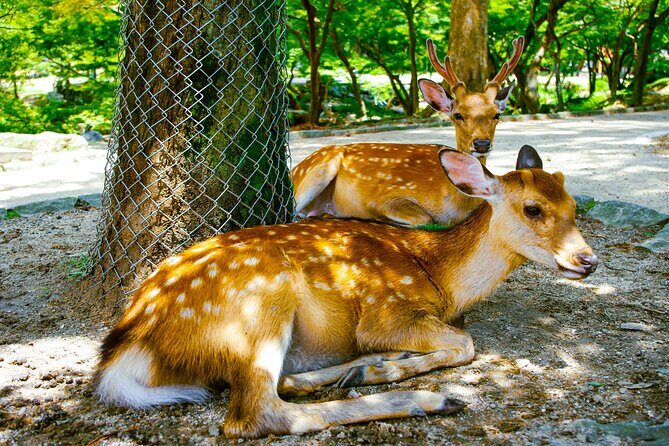 Osaka & Nara in 1-Day by Private Van with Local Japanese Guide - Final Thoughts