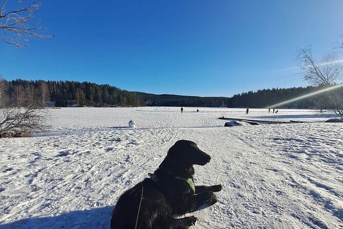 Oslo: Scenic Forest Hike with Dog & Local Guide - Practical Info and Tips for Participants