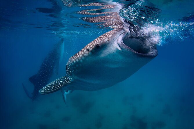Oslob Whale Shark Encounter, Moalboal Turtles & Monkey Sanctuary - The Travel Experience: An Inside Look at the Tour’s Highlights