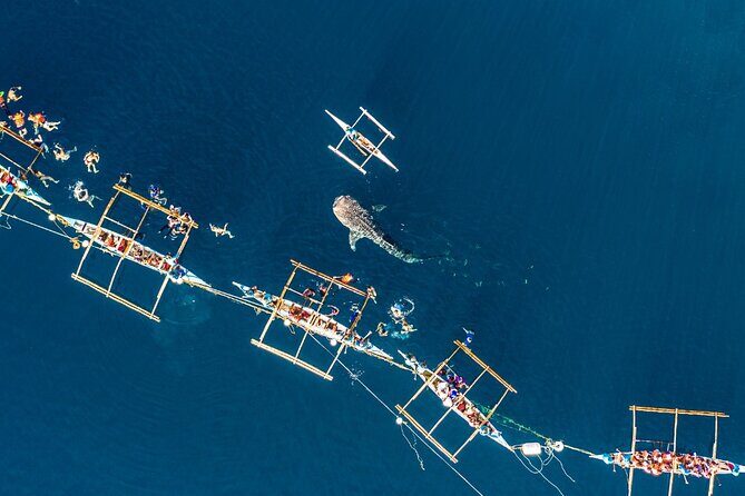Oslob Whale Shark Group Tour with Sumilon Island & Tumalog Falls - In-Depth Look at the Itinerary