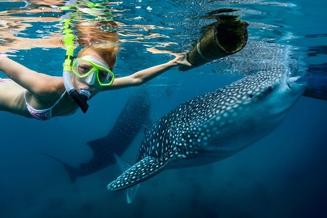 Oslob Whale Shark Snorkeling & Kawasan Canyoning Tour - Introduction