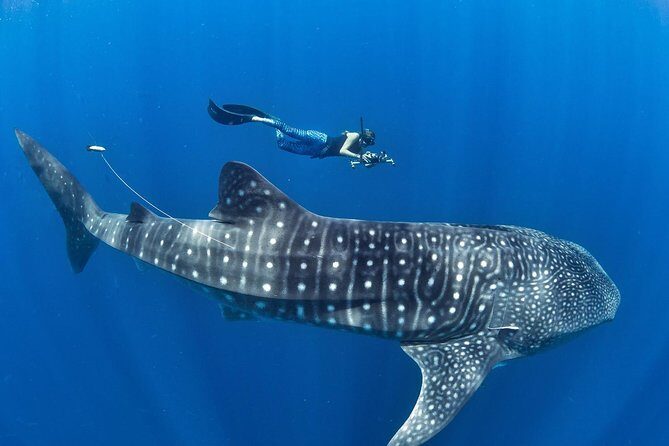 Oslob Whale Shark Snorkeling & Pescador & Sardine Run & Turtle - Key Points