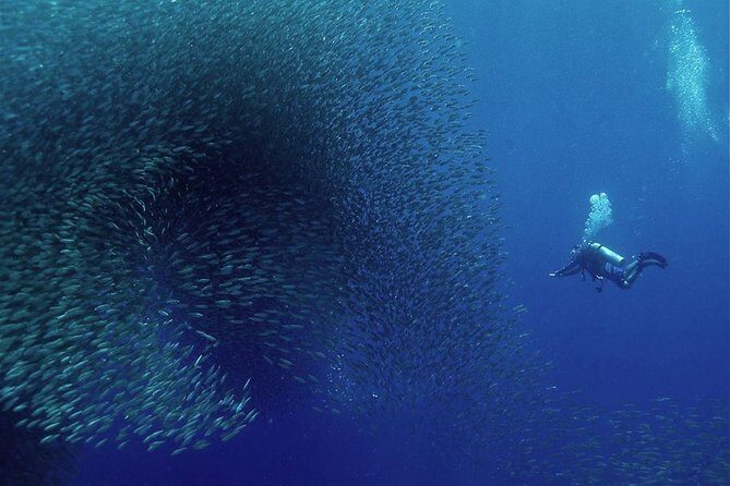 Oslob Whale Shark Snorkeling & Pescador & Sardine Run & Turtle - The Experience in Detail: What You Can Expect