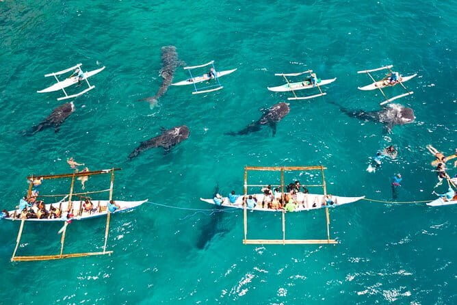 Oslob Whale Shark & Tumalog Waterfalls & Sumilon Sandbar - Final Thoughts: Is It Worth It?