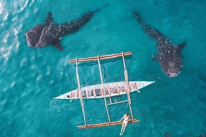 Oslob Whale Shark & Tumalog Waterfalls & Sumilon Sandbar - FAQs
