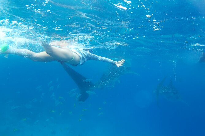 Oslob Whale Shark Watching and Badian Canyoneering - A Detailed Look at the Tour Experience
