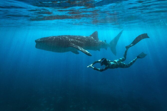 Oslob Whaleshark and Kawasan Falls Tour - Key Points