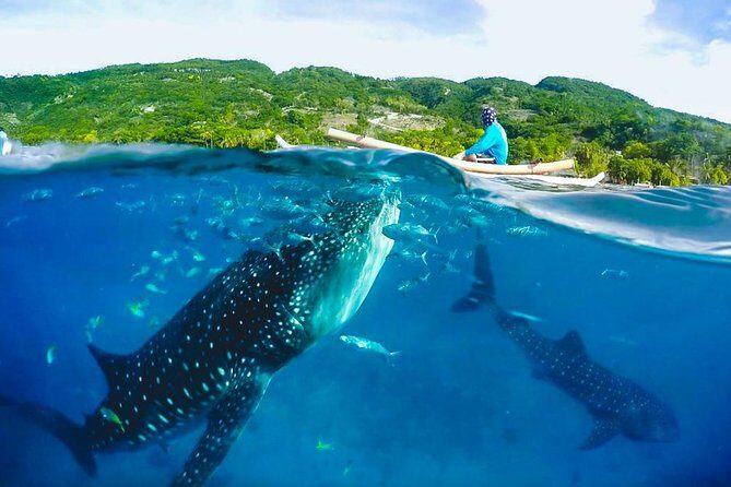 Oslob Whaleshark and Kawasan Falls Tour - In-Depth Review of the Tour Experience