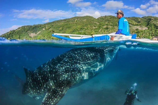 Oslob Whaleshark Watching & Tour in Cebu - Early Morning Start and Pickup