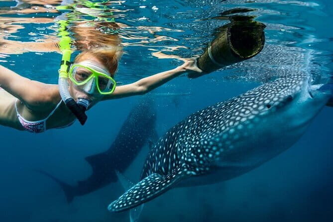 Oslob Whaleshark Watching & Tour in Cebu - Sumilon Island Hop: Beach and Snorkel Break