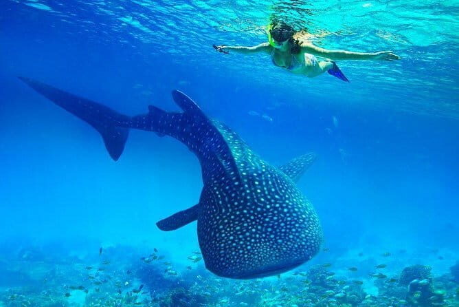 Oslob Whaleshark Watching & Tour in Cebu - Practical Tips and Insights