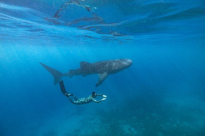 Oslob Whaleshark with Aguinid Waterfalls - A Deep Dive into the Experience