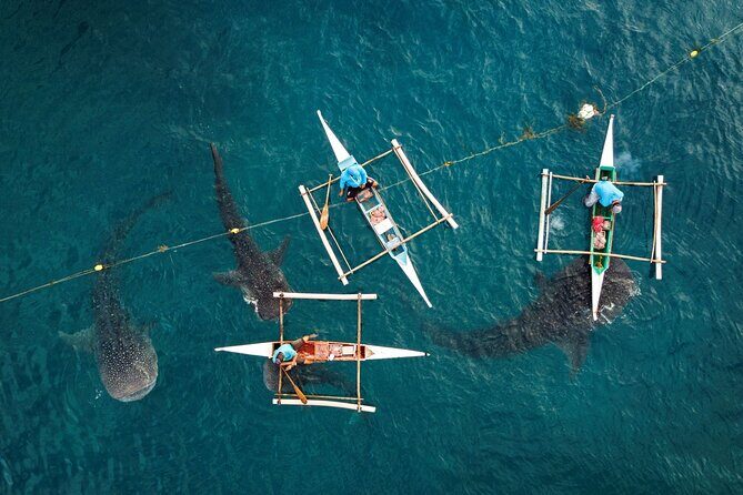 Oslob Whaleshark with Sumilon Island - FAQ