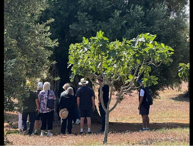 Ostuni: Farm tour among thousand-year-old olive trees with oil tasting - An In-Depth Look at the Olive Farm Tour in Ostuni