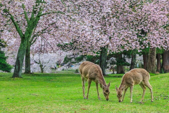 Otagi Nenbutsu Temple and Arashiyama Bamboo Forest Tour - Practical Tips for Travelers