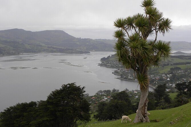Otago Peninsula Tour and Larnach Castle City Sights (min 4 ) - Overview of the Experience
