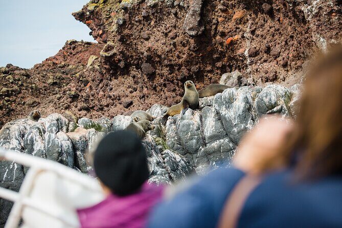 Otago Peninsula Wildlife Tour & Cruise - FAQs