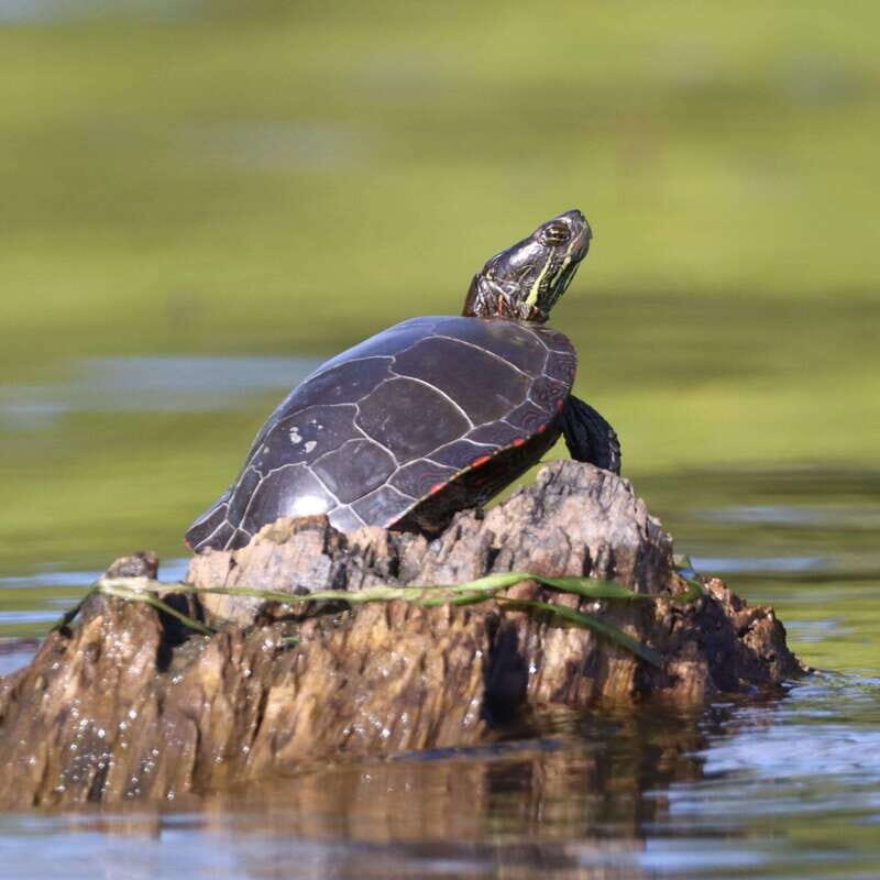 Ottawa: Ecological Reserve Kayak Tour with Turtle Sightings - Discovering the Ecological Reserve and What to Expect
